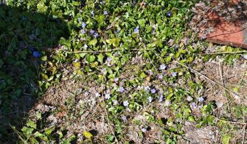 Działka rod Chludowo