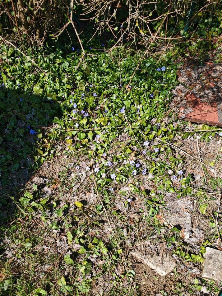 Działka rod Chludowo. Zdjęcie 2