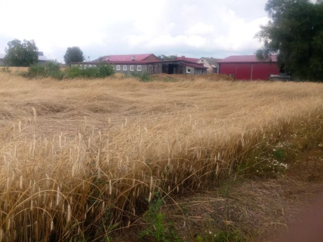 Działka rolna Zbijewek Zbijewek-Parcele. Zdjęcie 1