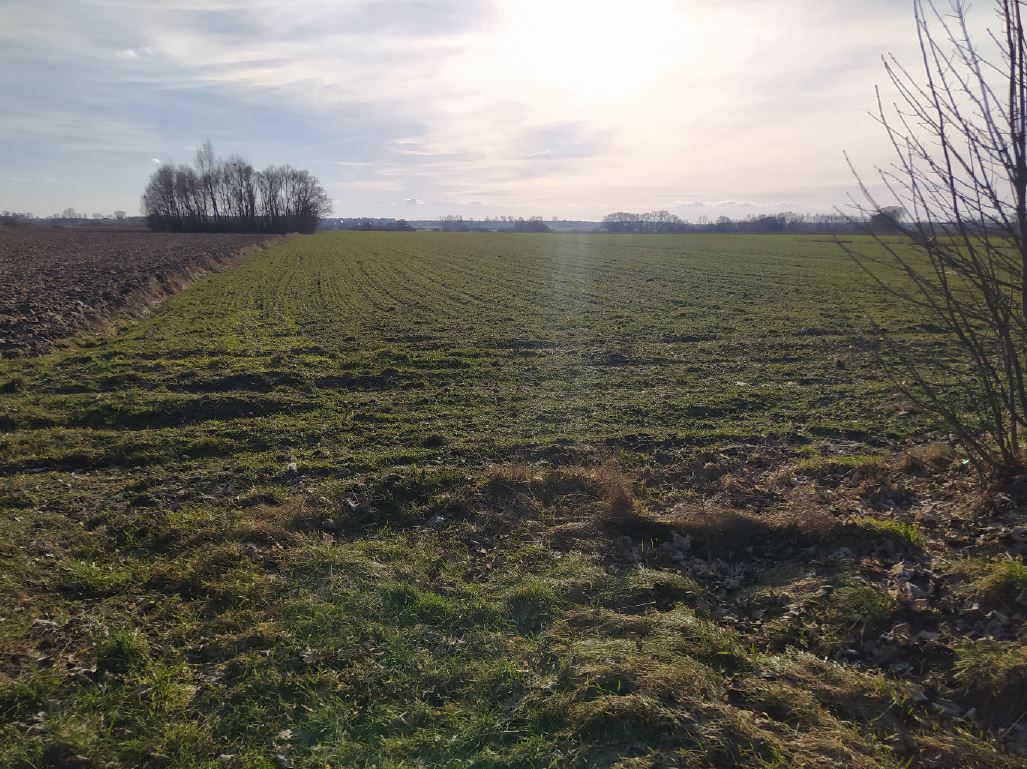 Działka rolno-budowlana Bukowice. Zdjęcie 5