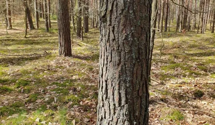 Działka leśna Rakszawa Wołochy, Rakszawa