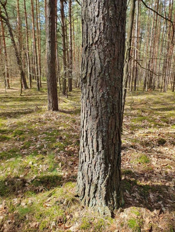 Działka leśna Rakszawa Wołochy. Zdjęcie 1