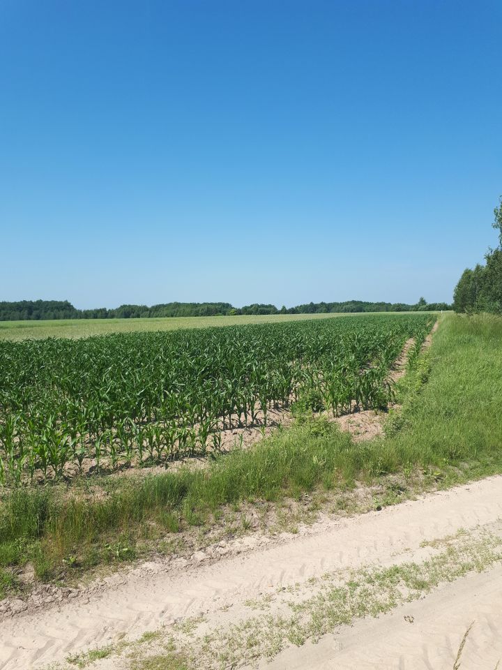 Działka budowlana Tryczówka. Zdjęcie 3