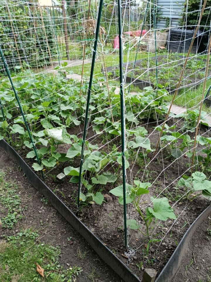 Działka rod Nysa, ul. Jana Zamoyskiego. Zdjęcie 7