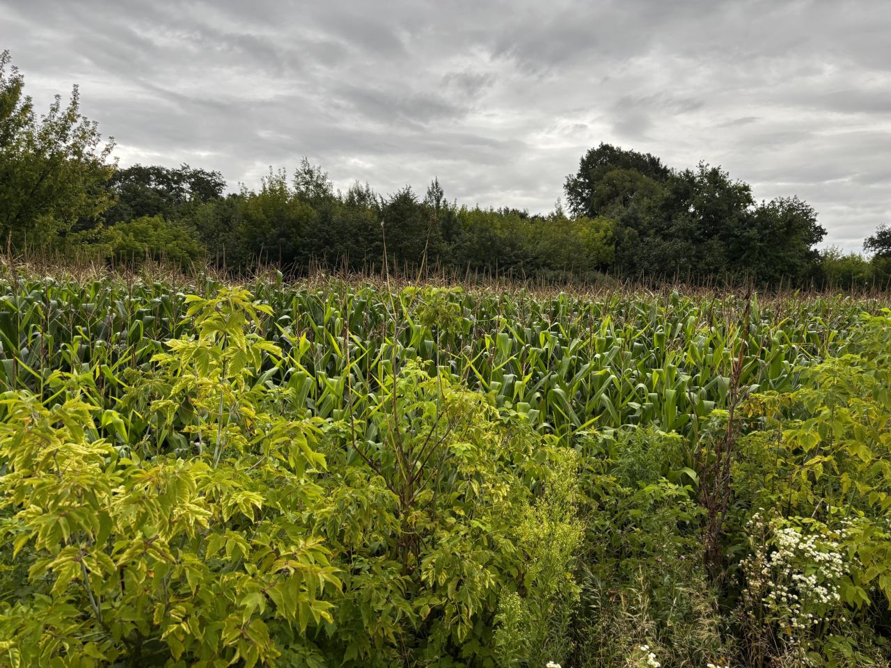 Działka budowlana Teresin, ul. Sarnia. Zdjęcie 3