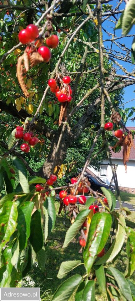 dom wolnostojący, 5 pokoi Bąkowice, ul. Główna. Zdjęcie 12