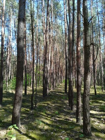 Działka leśna Słubice. Zdjęcie 1