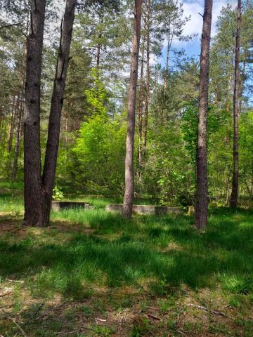 Działka leśna Serpelice. Zdjęcie 1