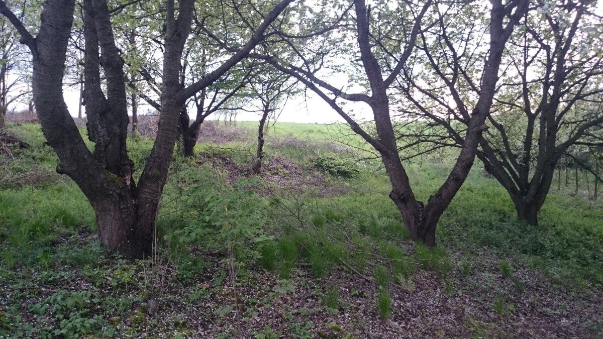 Działka siedliskowa Maszków, ul. Zamoście. Zdjęcie 9