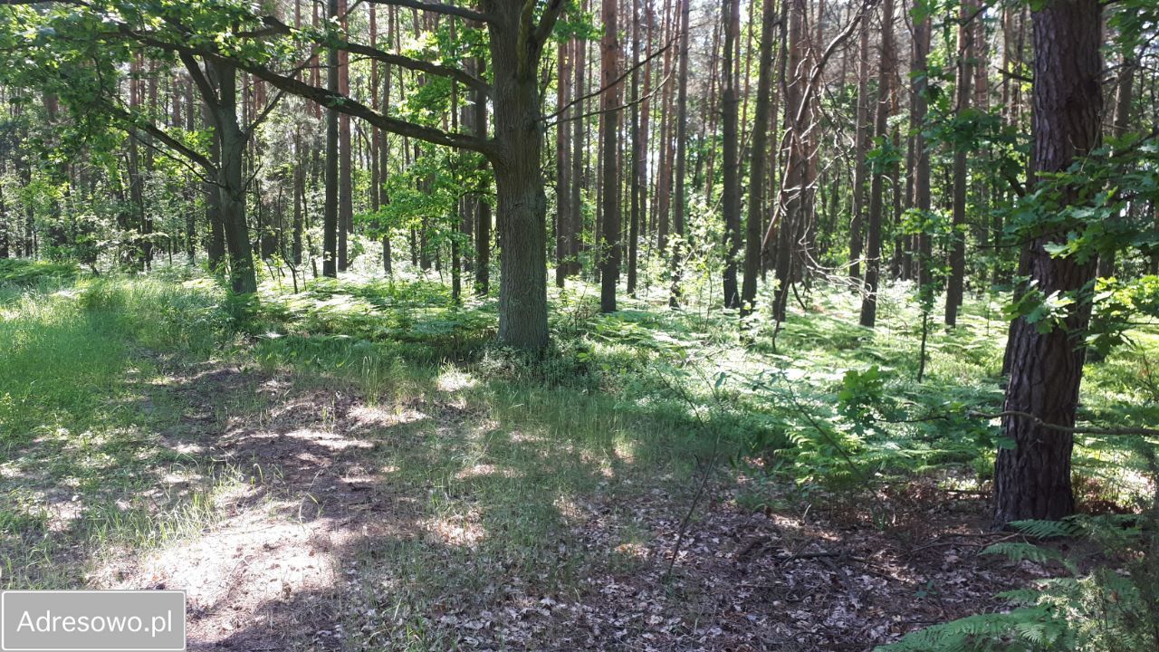 Działka rolna Pijawnia. Zdjęcie 4