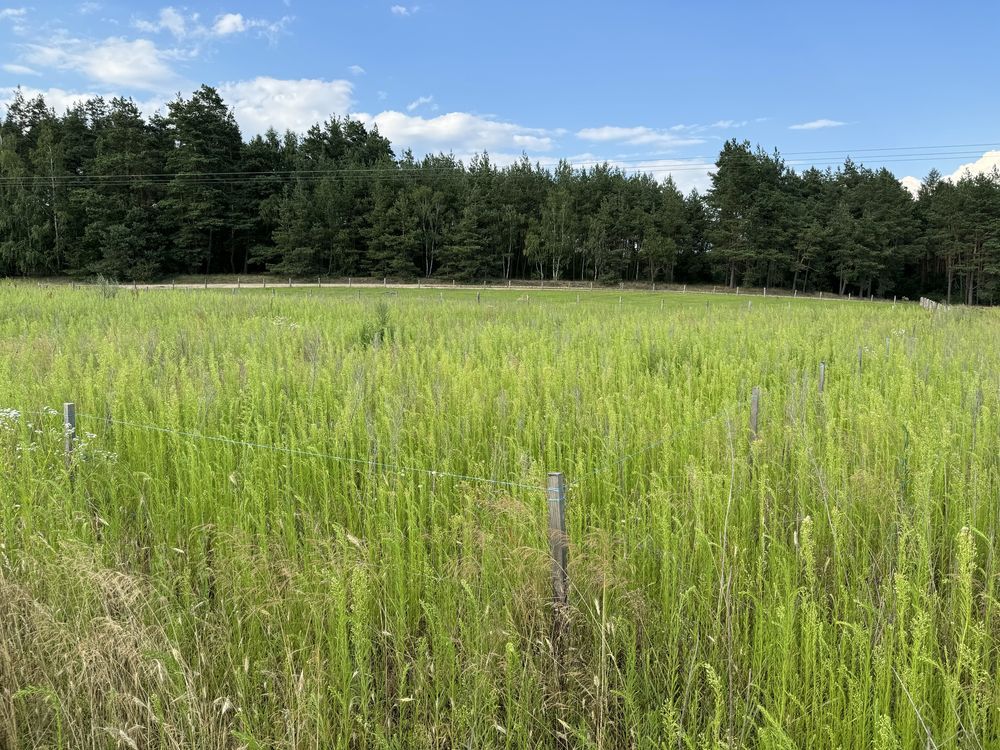 Działka budowlana Filice. Zdjęcie 1