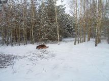 Działka rolno-budowlana Kozjaty. Zdjęcie 4