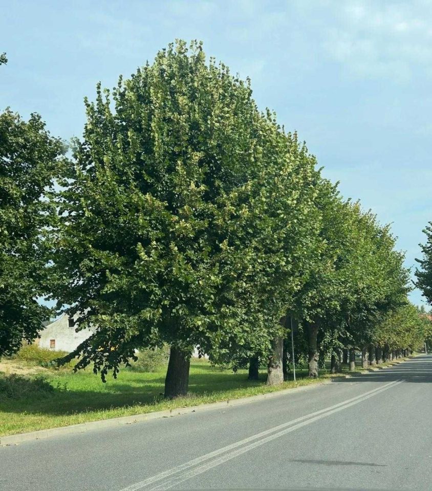 Działka budowlana Wolin, ul. Słowiańska. Zdjęcie 6