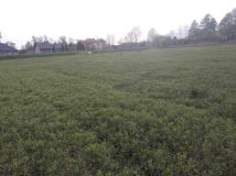 Działka budowlana Kłoda