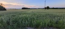 Działka rolno-budowlana Krzyżanowice. Zdjęcie 4
