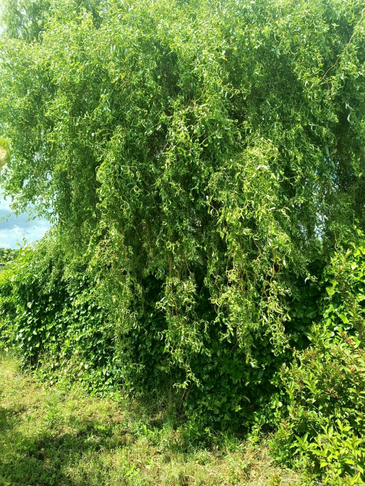 dom wolnostojący, 5 pokoi Walerianów. Zdjęcie 33