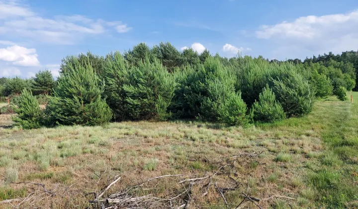 Działka budowlana Glinno kolonia