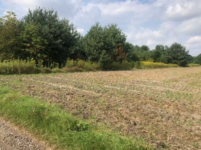 Działka budowlana Przecław, ul. Leśna. Zdjęcie 4