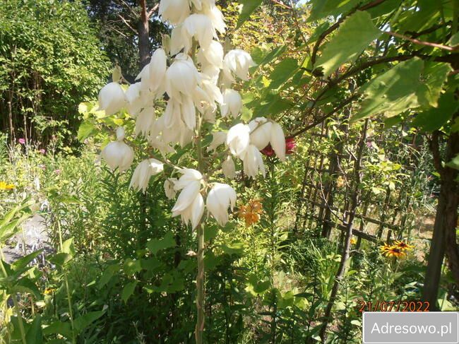 Działka rod Łódź Retkinia, ul. Franciszka Plocka. Zdjęcie 7