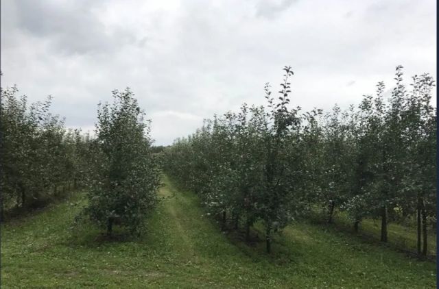 Działka rolna Mirowice, ul. Sosnowa. Zdjęcie 1