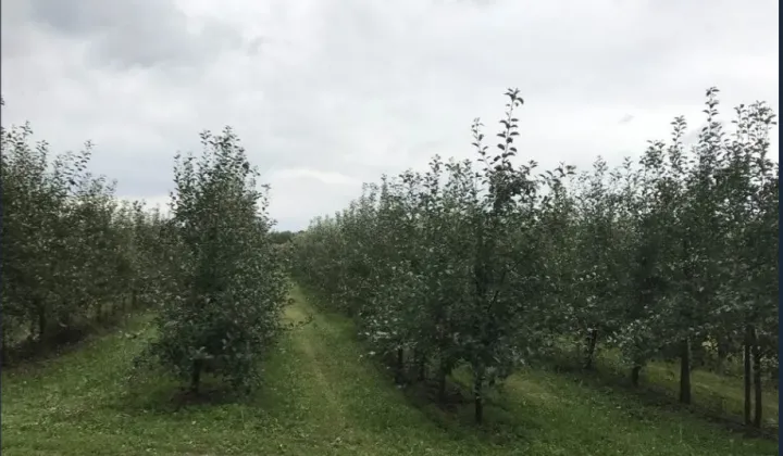 Działka rolna Mirowice, ul. Sosnowa