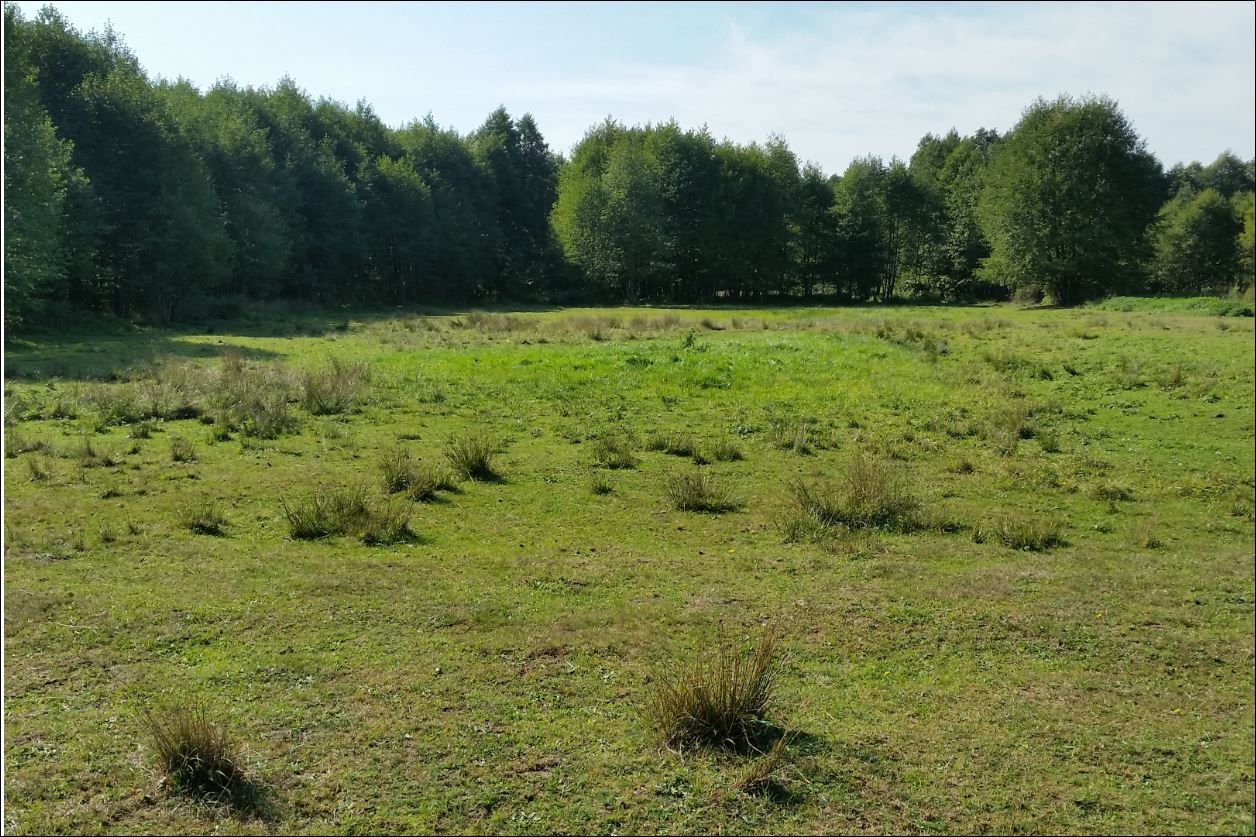 Działka rolno-budowlana Małków. Zdjęcie 3