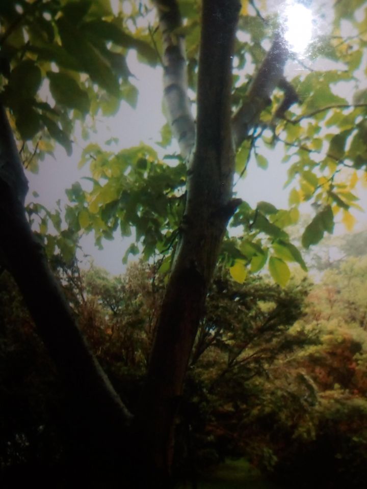 dom wolnostojący, 4 pokoje Międzyborów. Zdjęcie 5