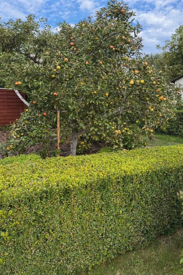 Działka rod Iława. Zdjęcie 3