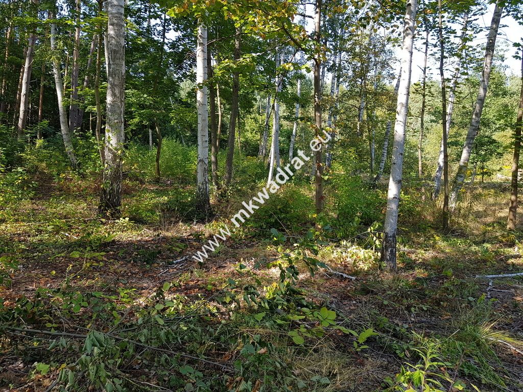 Działka budowlana Żółwin. Zdjęcie 6