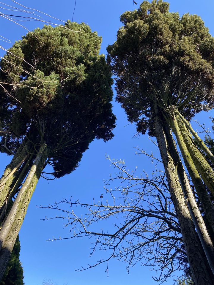 Działka rod Łódź Bałuty, ul. Hodowlana. Zdjęcie 4