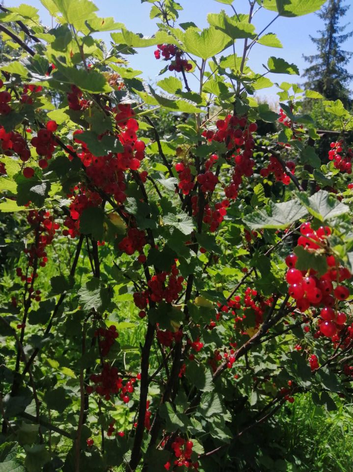 Działka rod Bielsko-Biała, ul. Gościnna. Zdjęcie 2