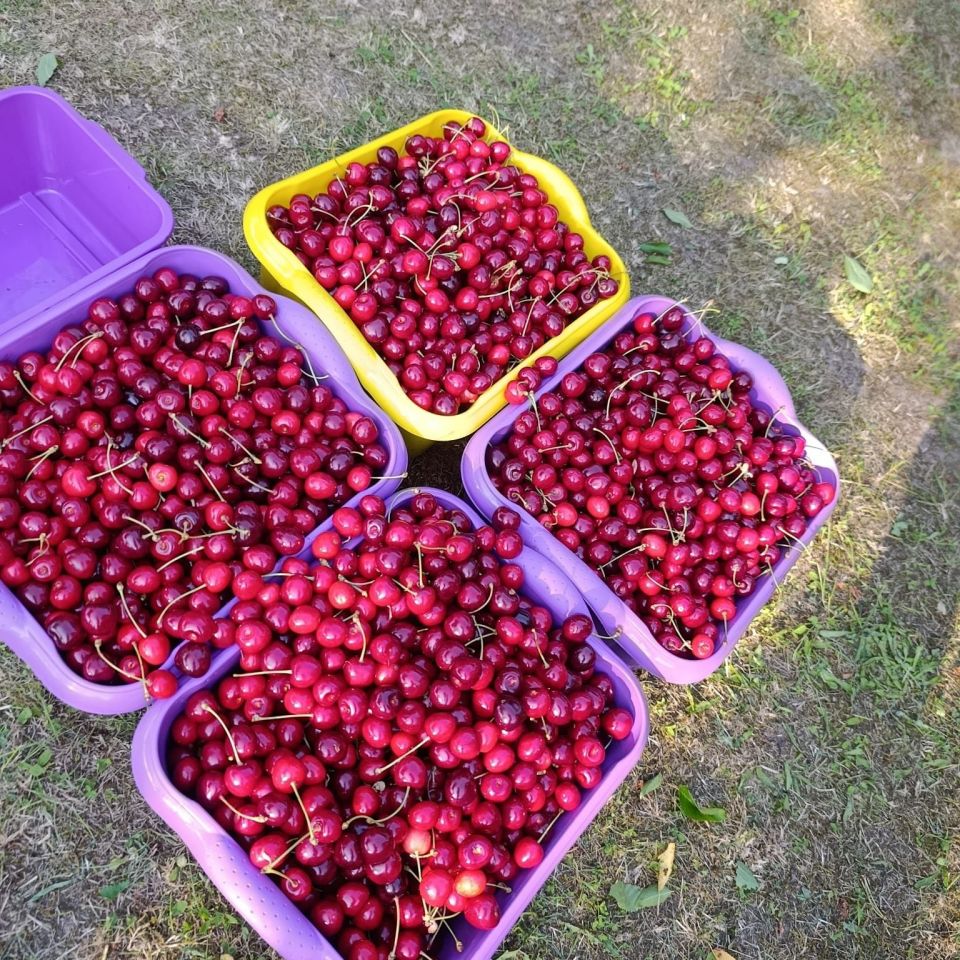 Działka rod Wrocław Tarnogaj. Zdjęcie 3