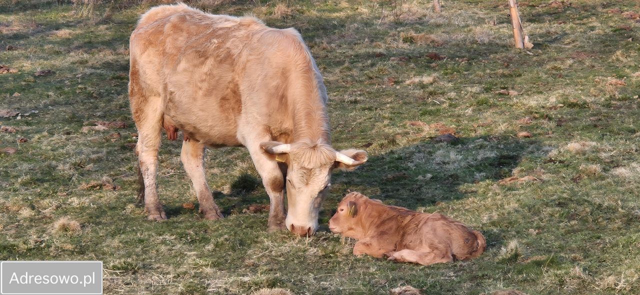 Działka budowlana Jodłów. Zdjęcie 5