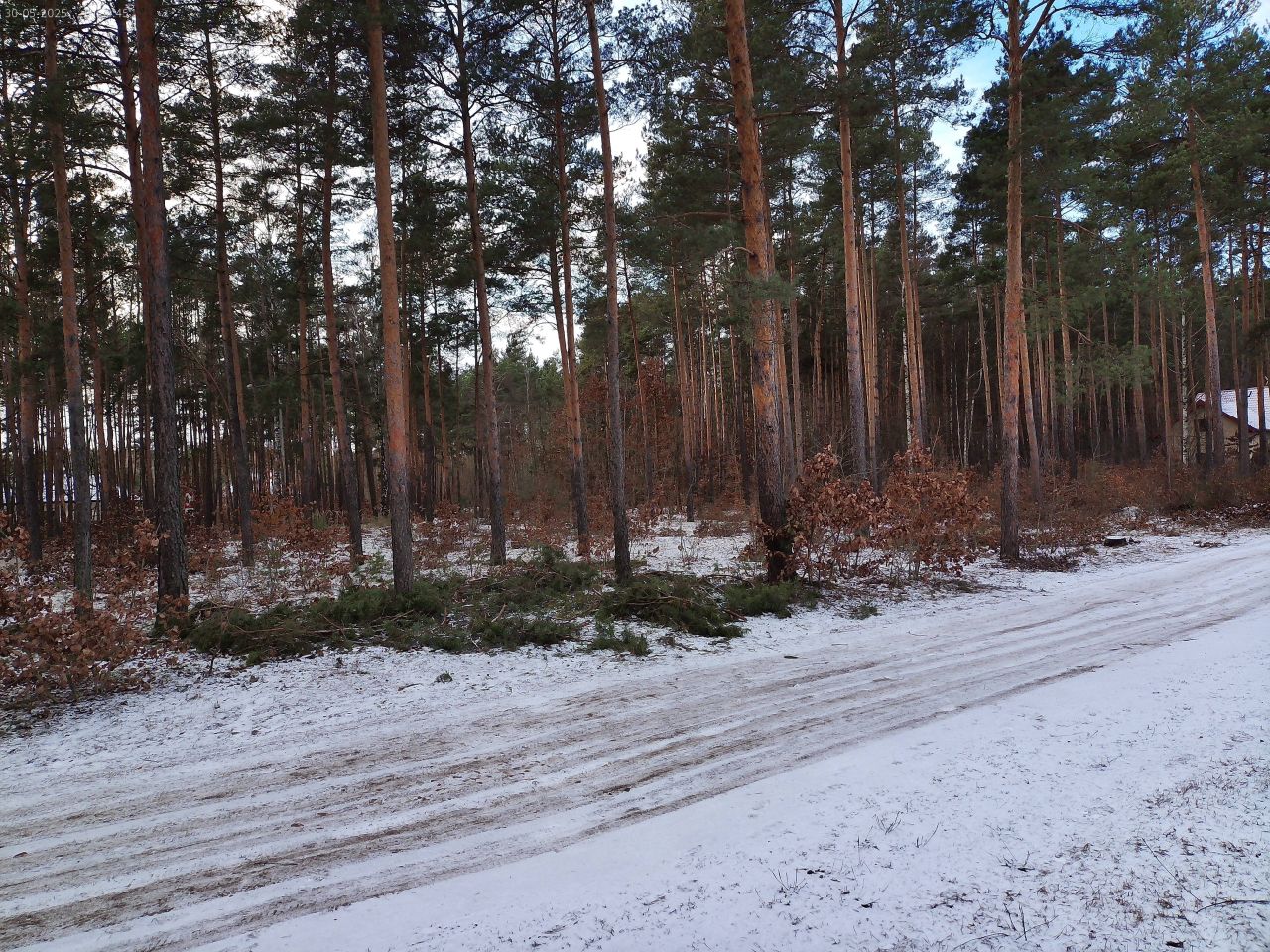 Działka leśna Marynino. Zdjęcie 18