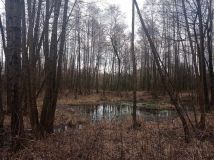 Działka leśna Archutowo. Zdjęcie 2