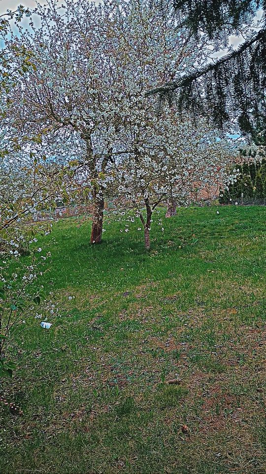 Działka rod Inowrocław, szosa Bydgoska. Zdjęcie 8