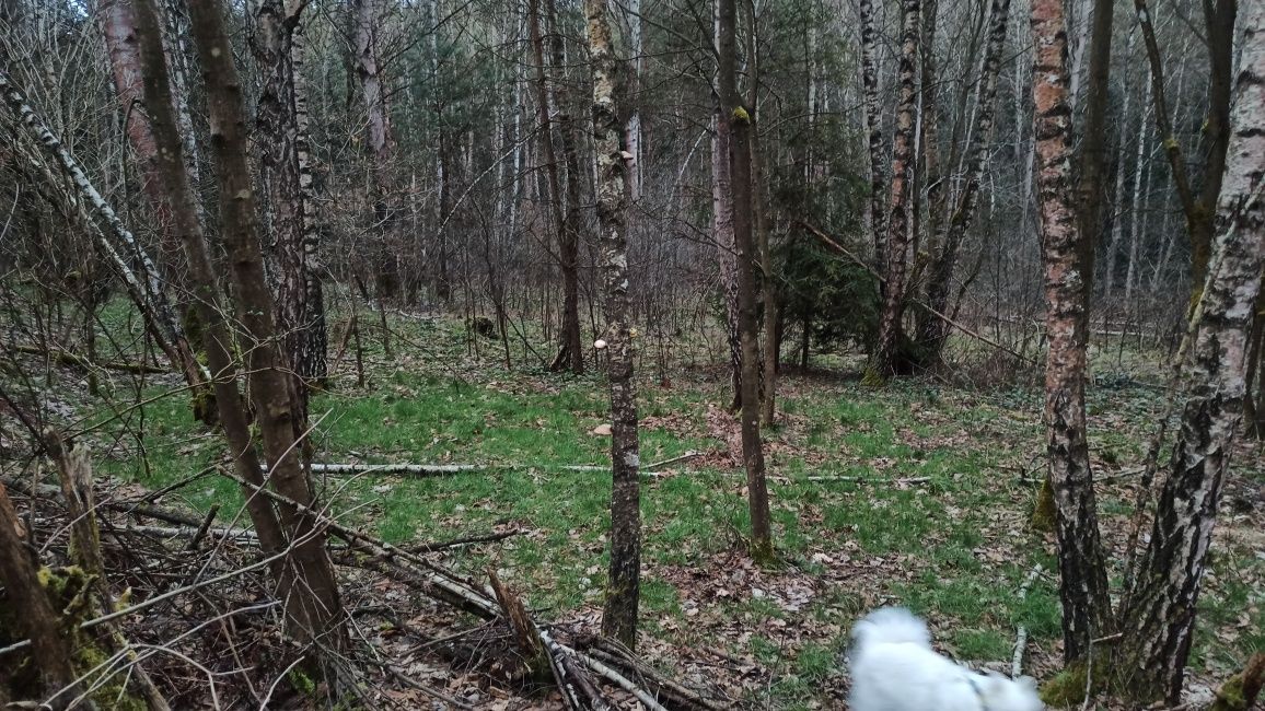 Działka Strzeszyn. Zdjęcie 5