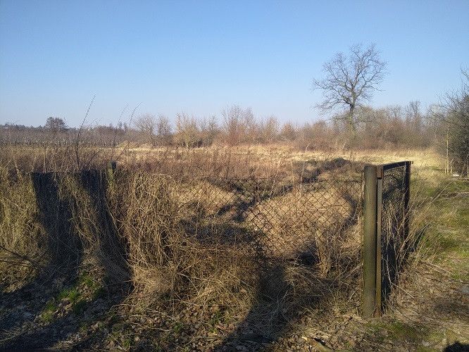 Działka rolna Czersk, ul. Gródź. Zdjęcie 5