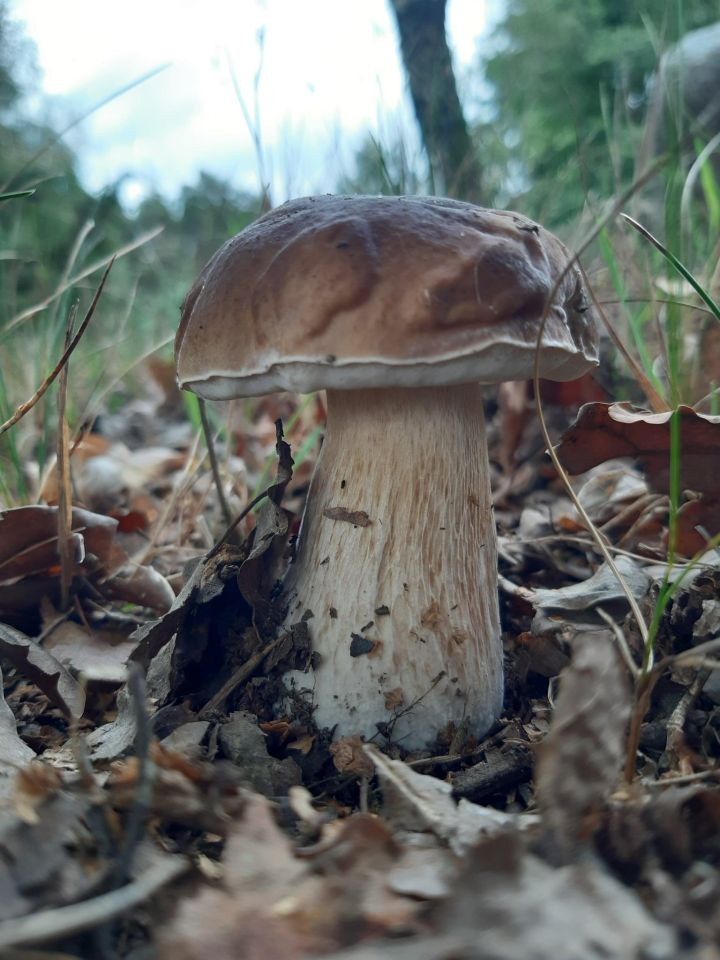 Działka budowlana Podbiel Krupińskie, Sosnowa. Zdjęcie 23