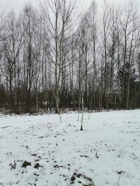 Działka leśna Czarnocin. Zdjęcie 3