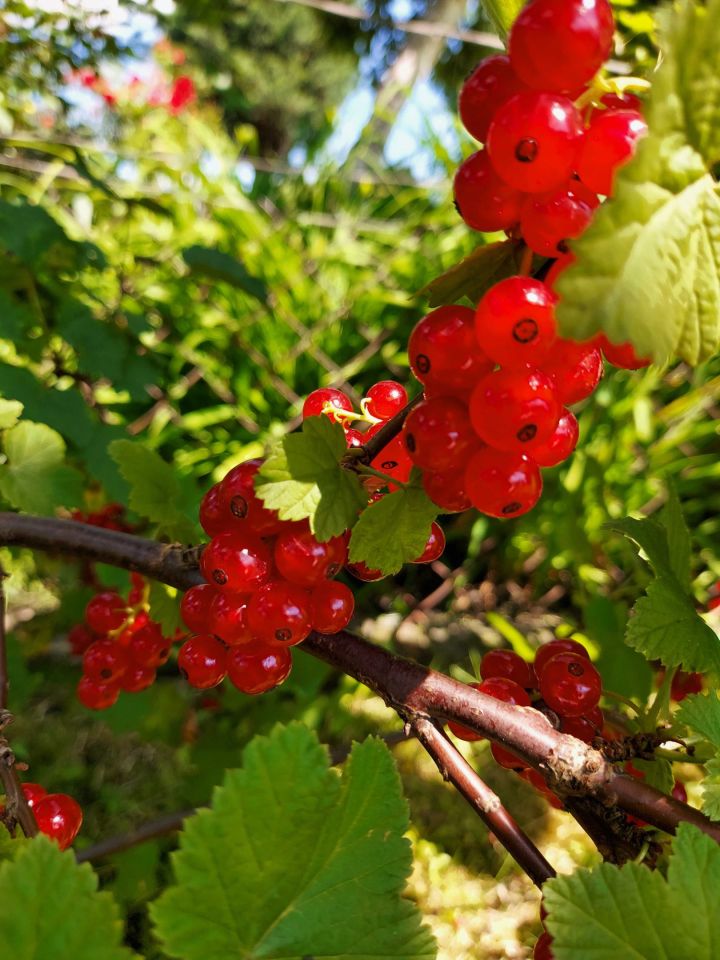 Działka rod Sosnowiec Klimontów, ul. Gabrieli Zapolskiej. Zdjęcie 7