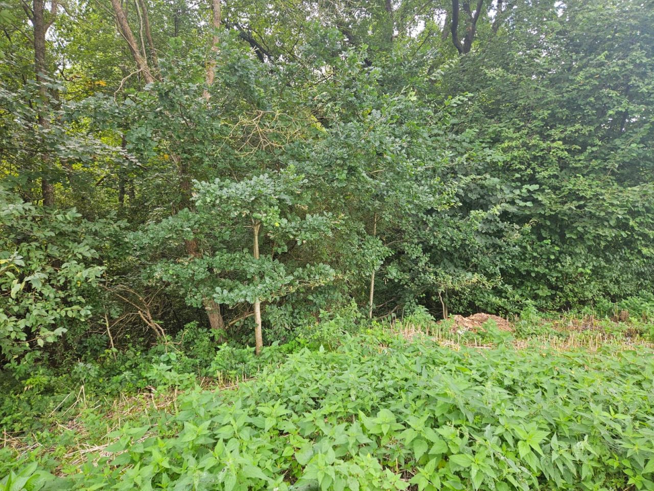 Działka budowlana Krosino, Krosino. Zdjęcie 10