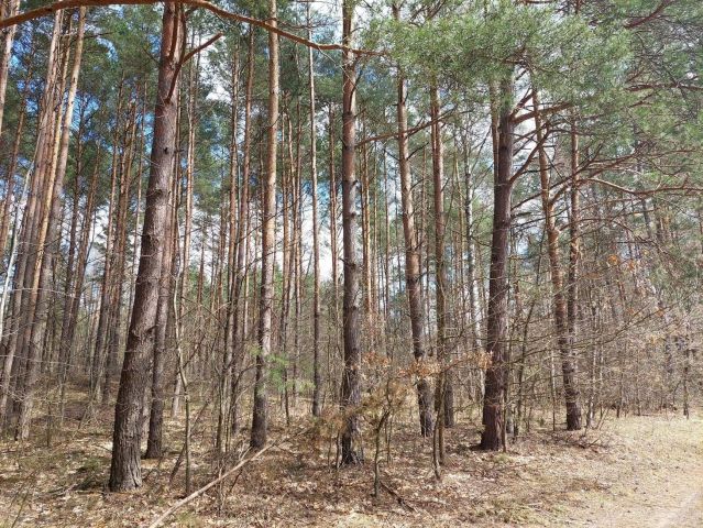 Działka leśna Brzezie-Piła. Zdjęcie 1