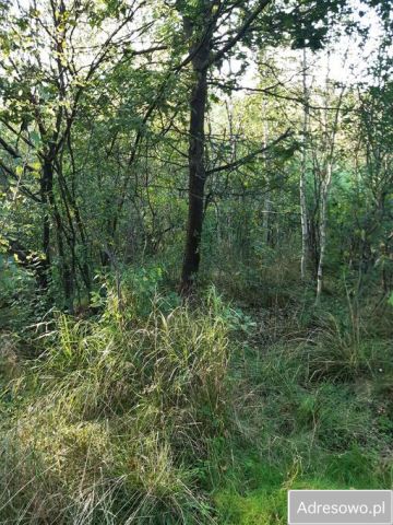 Działka rekreacyjna Andrzejówka. Zdjęcie 1