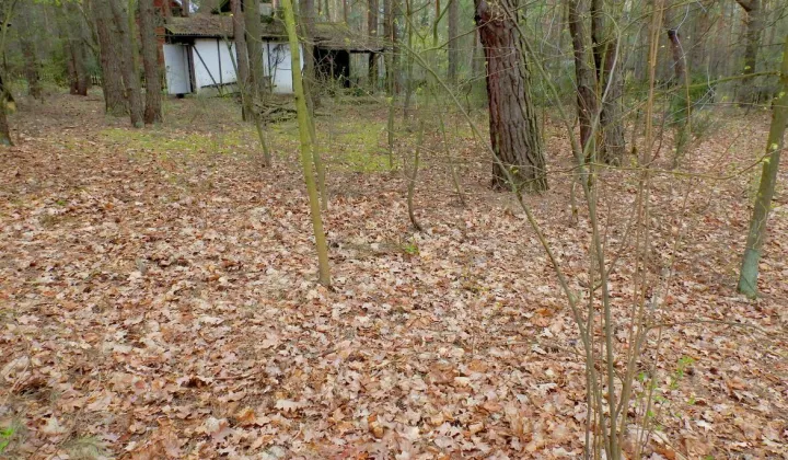Działka leśna Arciechów