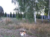 Działka budowlana Miąse, ul. Napoleońska. Zdjęcie 4