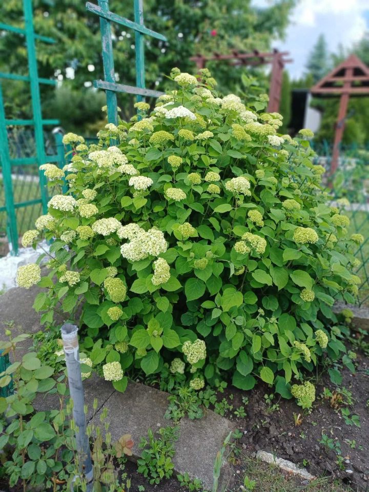 Działka rod Lubin. Zdjęcie 6