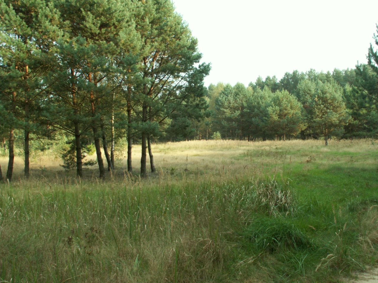 Działka rolno-budowlana Łowyń, Leśna. Zdjęcie 5