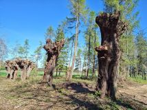 Działka siedliskowa Długie Grodzieckie Nad Jeziorem