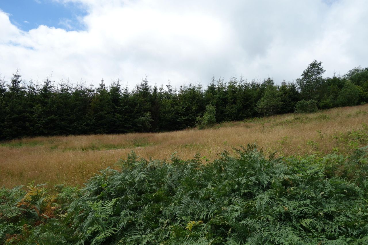 Działka inwestycyjna Brenna Leśnica, ul. Orłowa. Zdjęcie 2